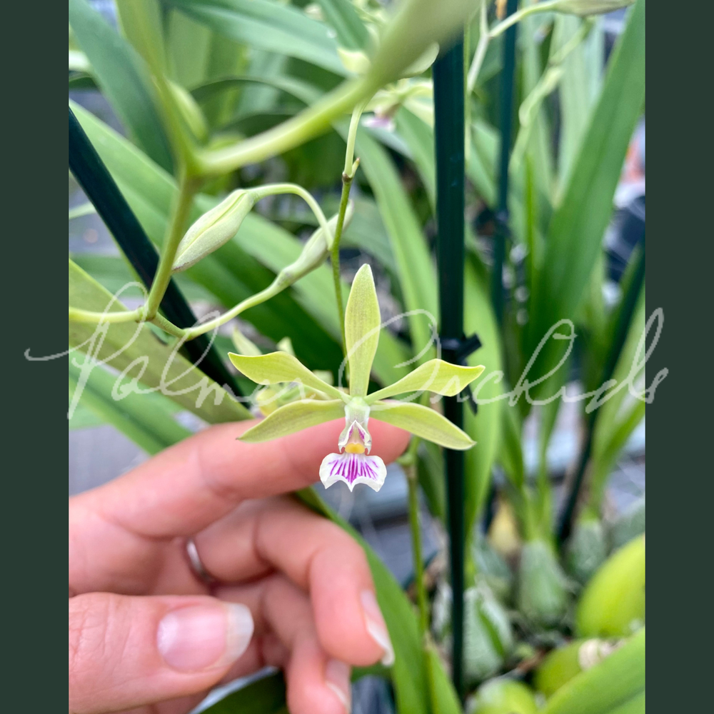Encyclia replicata — Palmer Orchids
